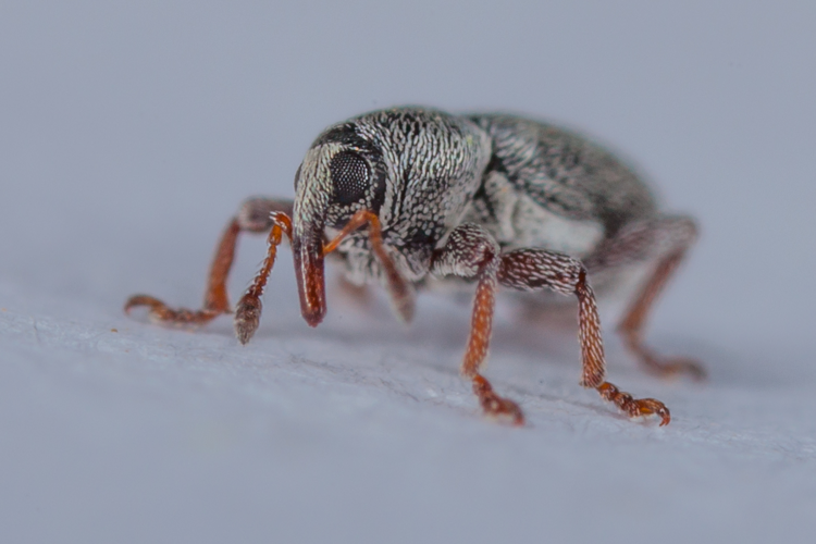 Tychius picirostris (Fabricius, 1787) &copy; Maries Elemans