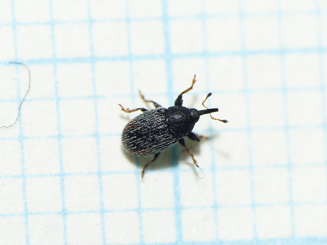 Mecinus pascuorum (Gyllenhal, 1813) &copy; Dick Belgers