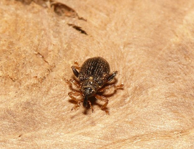 Isochnus sequensi (Stierlin, 1894) &copy; Dick Belgers