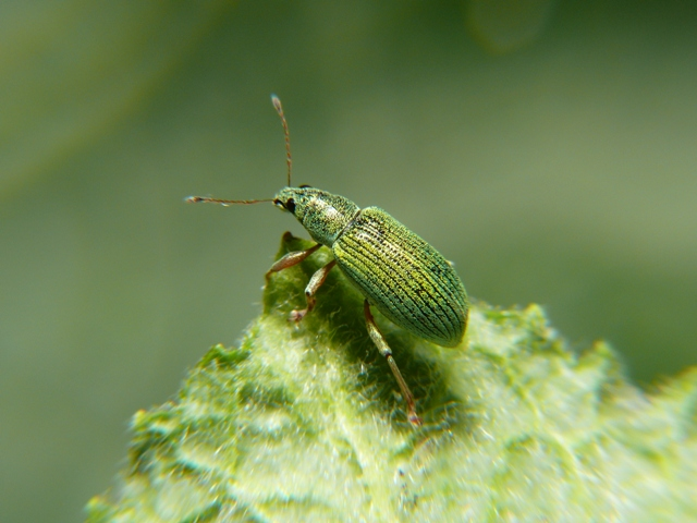 Polydrusus formosus (Mayer, 1779) &copy; Dick Belgers