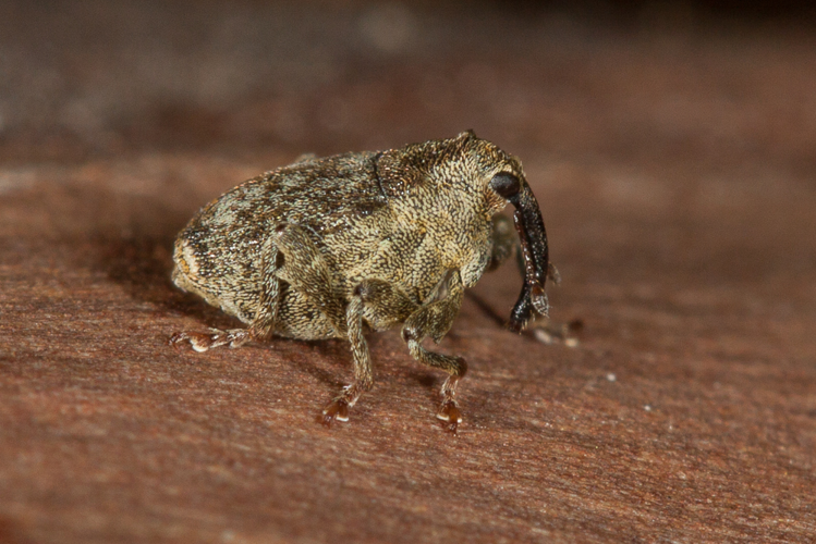 Parethelcus pollinarius (Forster, 1771) &copy; Sandra Lamberts