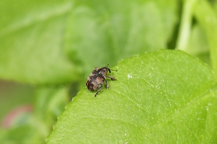 Coeliodes rana (Fabricius, 1787) &copy; Marijke Kanters