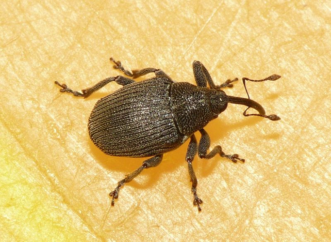 Ceutorhynchus obstrictus (Marsham, 1802) &copy; Dick Belgers