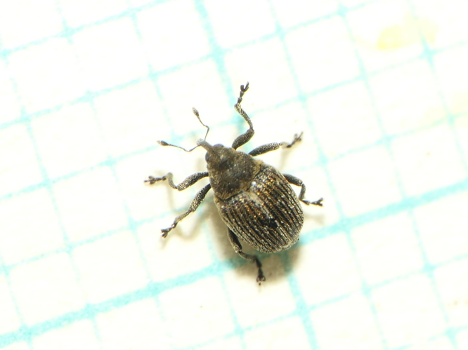 Ceutorhynchus typhae (Herbst, 1795) &copy; Dick Belgers