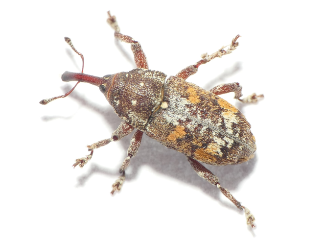 Pissodes castaneus (De Geer, 1775) &copy; Dick Belgers