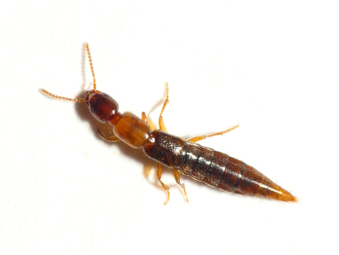 Othius subuliformis Stephens, 1833 &copy; Dick Belgers