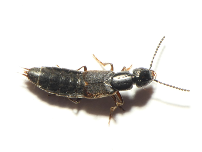 Cafius xantholoma (Gravenhorst, 1806) &copy; Dick Belgers