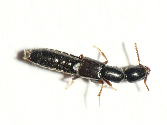 Xantholinus longiventris Heer, 1839 &copy; Dick Belgers