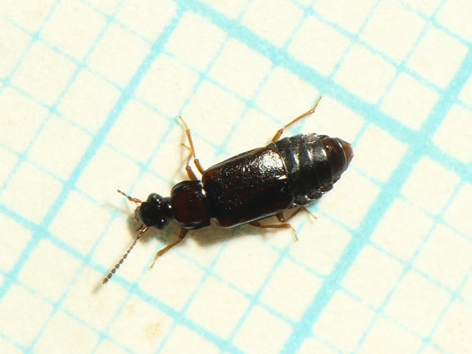 Omalium laeviusculum Gyllenhal, 1827 &copy; Dick Belgers