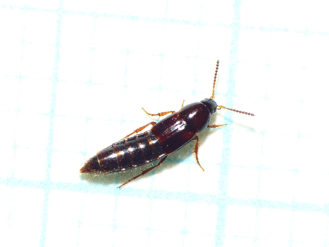 Mycetoporus lepidus Gravenhorst, 1806 &copy; Dick Belgers
