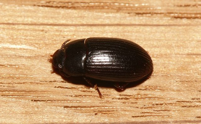 Alphitobius diaperinus (Panzer, 1796) &copy; Dick Belgers