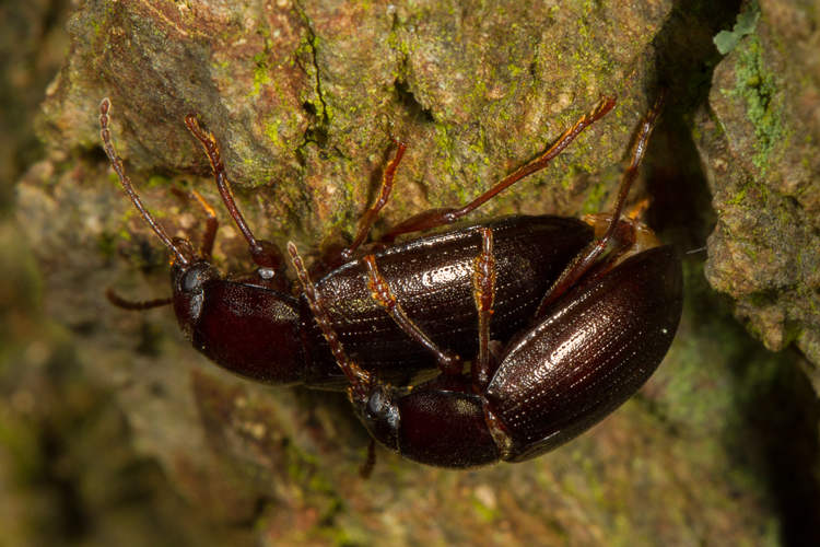 Nalassus laevioctostriatus (Goeze, 1777) &copy; Sandra Lamberts