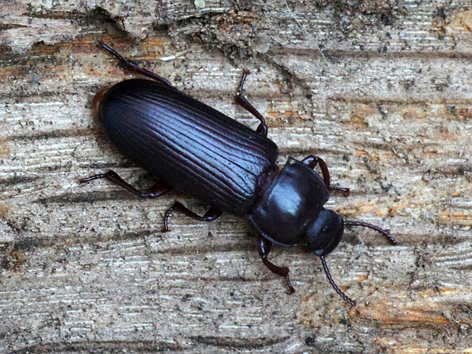 Tenebrio molitor Linnaeus, 1758 &copy; Hans Jonkman