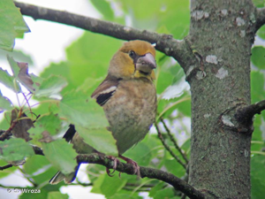 <i>Coccothraustes coccothraustes</i> (Linnaeus, 1758) © S. Wroza