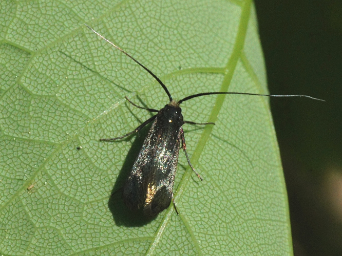 Adela reaumurella (Linnaeus, 1758) &copy; Hans Jonkman