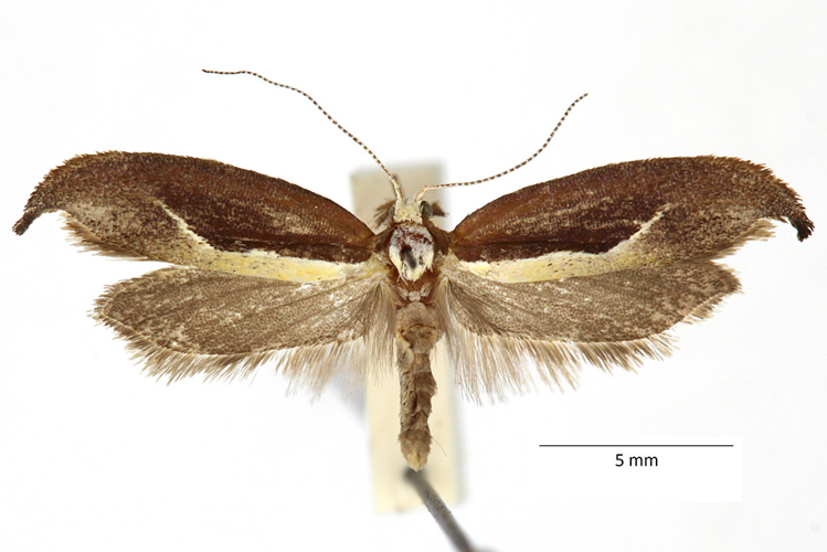 Ypsolopha dentella (Fabricius, 1775) &copy; De Prins Willy