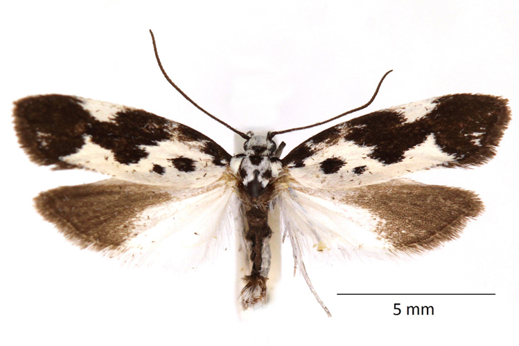Ethmia quadrillella (Goeze, 1783) &copy; De Prins Willy