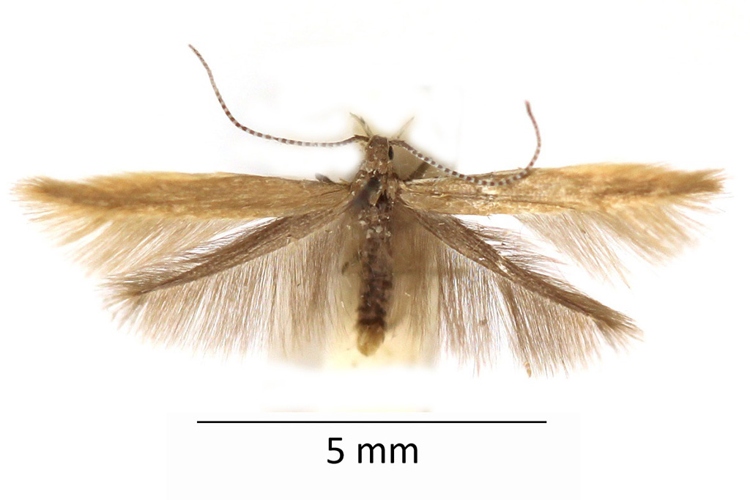 Coleophora caespititiella Zeller, 1839 &copy; De Prins Willy