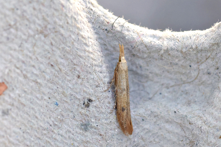 Coleophora salicorniae Heinemann & Wocke, 1876 &copy; Buckens Johan