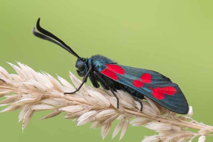 Zygaena filipendulae (Linnaeus, 1758) &copy; Steeman Chris
