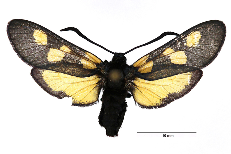 Zygaena trifolii (Esper, 1783) &copy; De Prins Guido