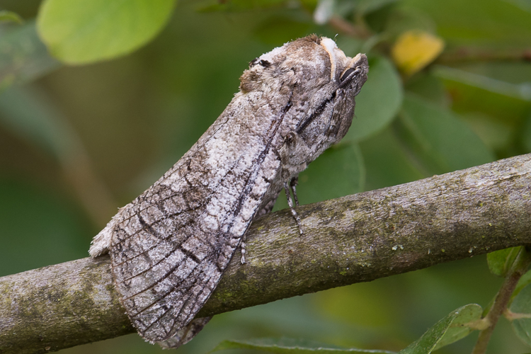 Cossus cossus (Linnaeus, 1758) &copy; Steeman Chris