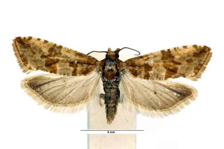 Lobesia littoralis (Humphreys & Westwood, 1845) &copy; De Prins Jurate