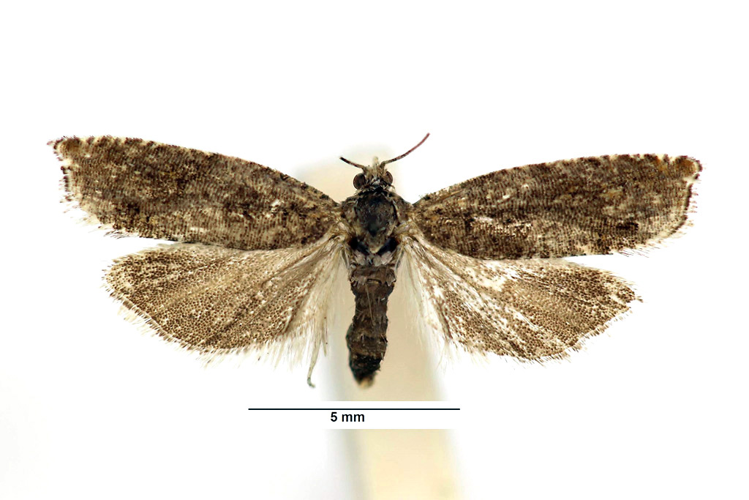 Epinotia tetraquetrana (Haworth, 1811) &copy; De Prins Jurate