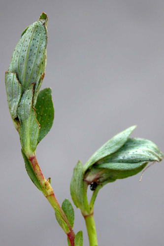 Lathronympha strigana (Fabricius, 1775) &copy; Baugnée Jean-Yves