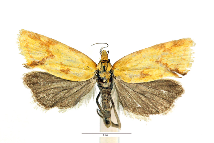 Agapeta hamana (Linnaeus, 1758) &copy; De Prins Jurate