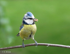 <i>Cyanistes caeruleus</i> (Linnaeus, 1758) © S. Wroza