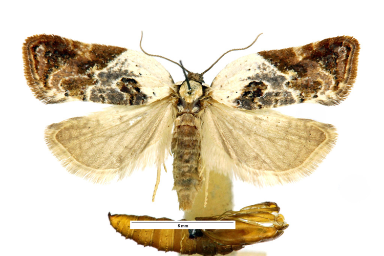 Acleris variegana (Denis & Schiffermüller, 1775) &copy; De Prins Jurate