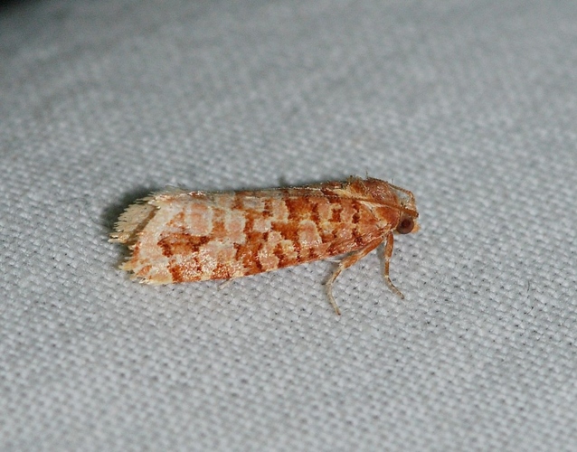 Lozotaeniodes formosana (Frölich, 1830) &copy; Louis Westgeest