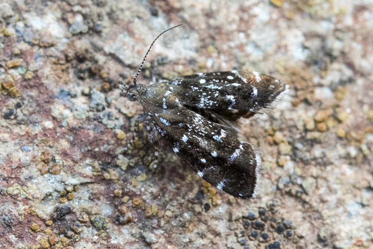 Prochoreutis myllerana (Fabricius, 1794) &copy; Steeman Chris