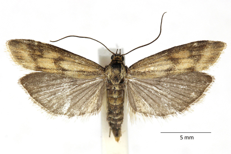 Homoeosoma sinuella (Fabricius, 1794) &copy; De Prins Willy & Guido