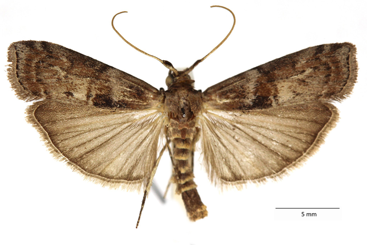 Phycita roborella (Denis & Schiffermüller, 1775) &copy; De Prins Willy