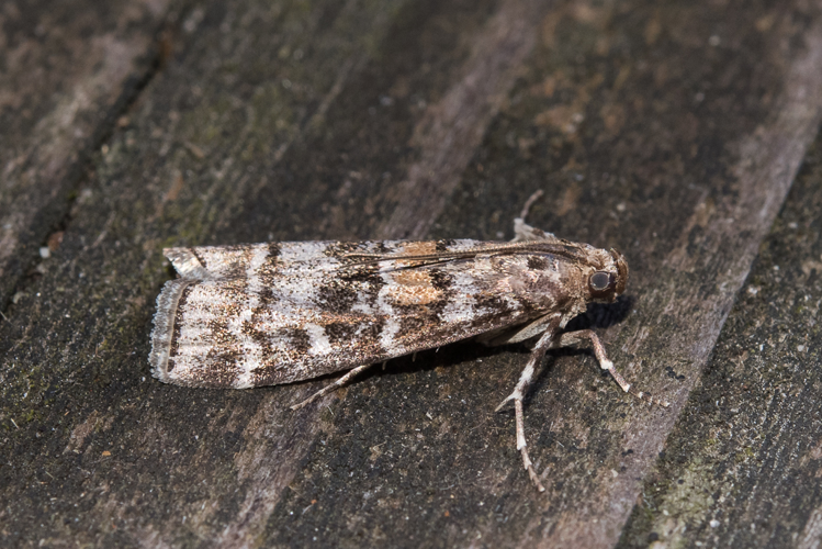 Dioryctria sylvestrella (Ratzeburg, 1840) &copy; Steeman Chris