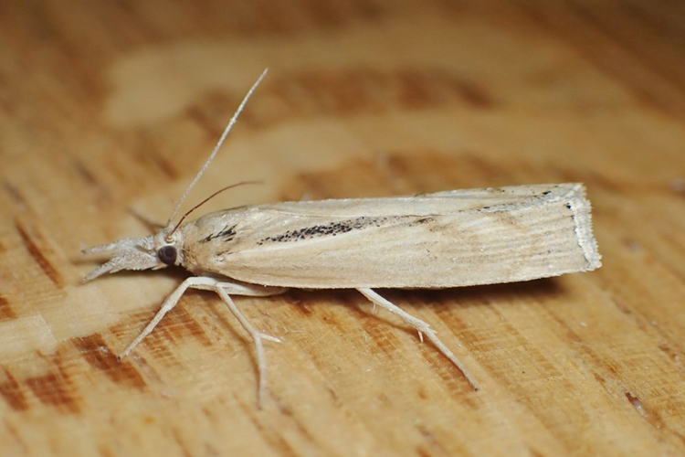 Pediasia aridella (Thunberg, 1788) &copy; Beidts Arno