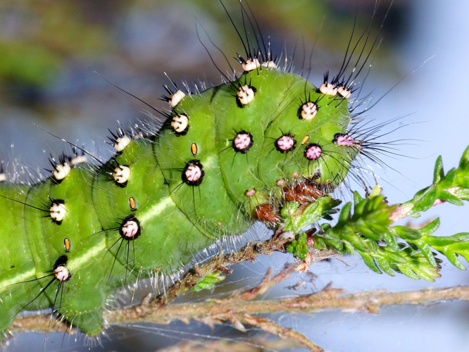 Saturnia pavonia (Linnaeus, 1758) &copy; Hans Jonkman