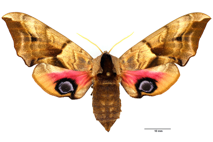 Smerinthus ocellata (Linnaeus, 1758) &copy; De Prins Guido