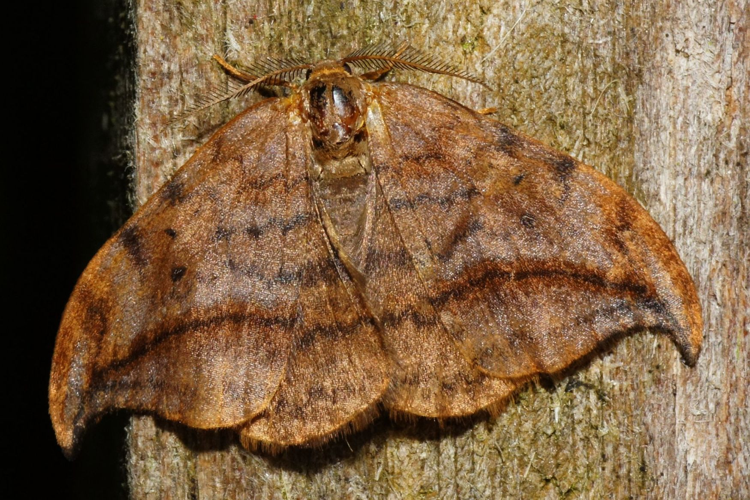 Drepana curvatula (Borkhausen, 1790) &copy; Hans Jonkman