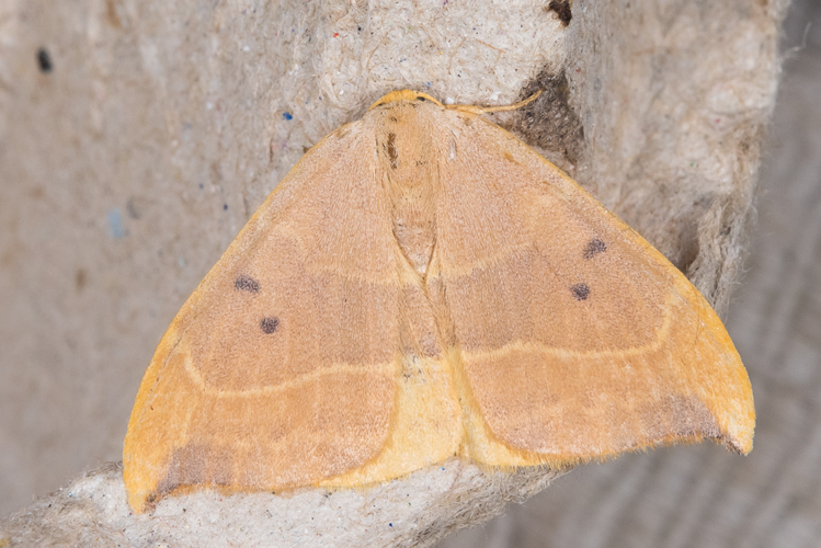 Watsonalla binaria (Hufnagel, 1767) &copy; Steeman Chris