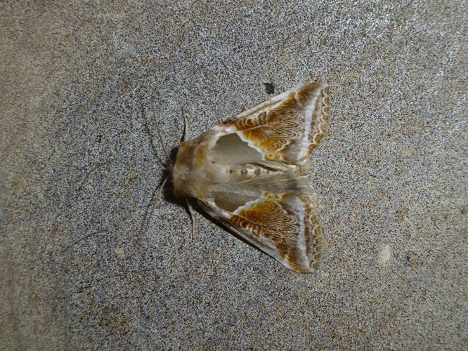 Habrosyne pyritoides (Hufnagel, 1766) &copy; Sander Pieterse
