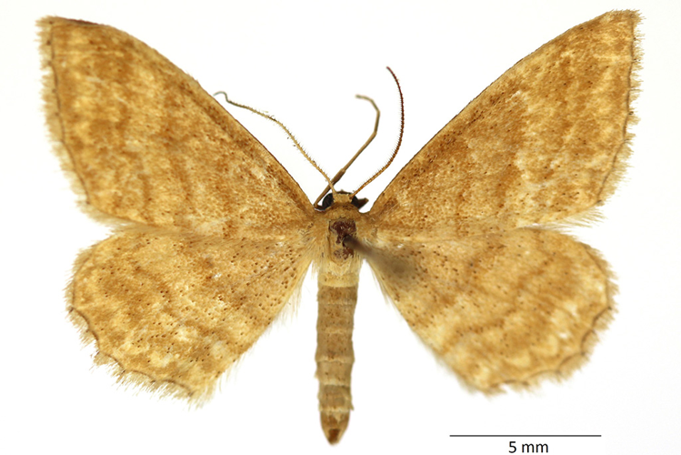 Idaea ochrata (Scopoli, 1763) &copy; De Prins Guido