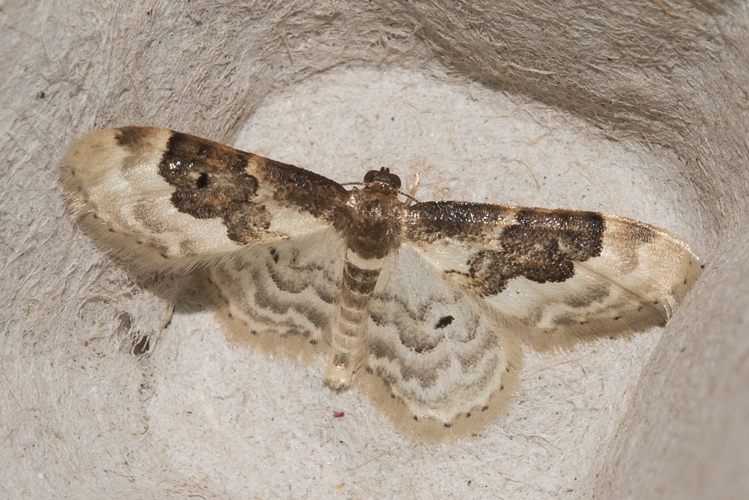 Idaea rusticata (Denis & Schiffermüller, 1775) &copy; Steeman Chris