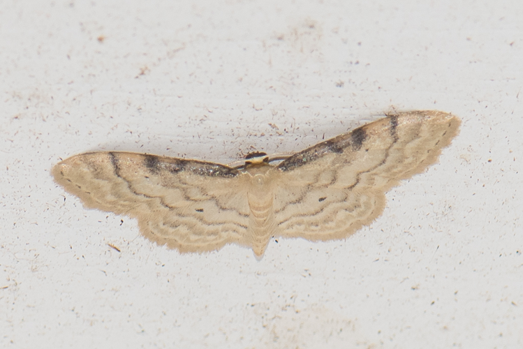 Idaea fuscovenosa (Goeze, 1781) &copy; Steeman Chris