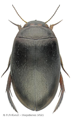  © P.Prévost - Magellanes 2021