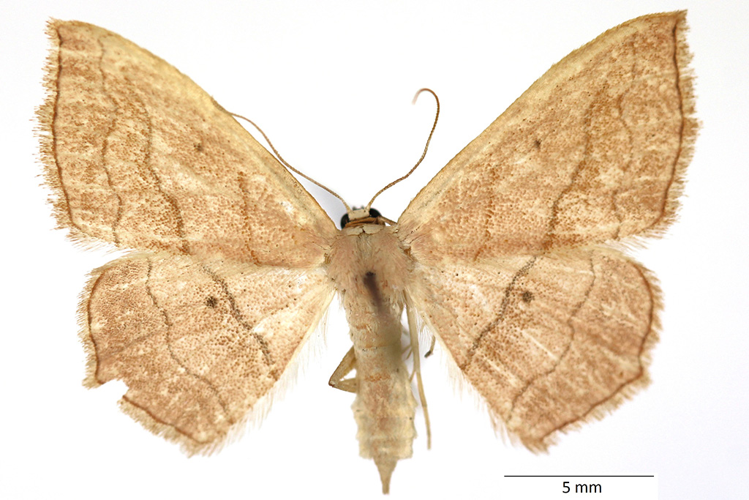 Scopula imitaria (Hübner, 1799) &copy; De Prins Guido