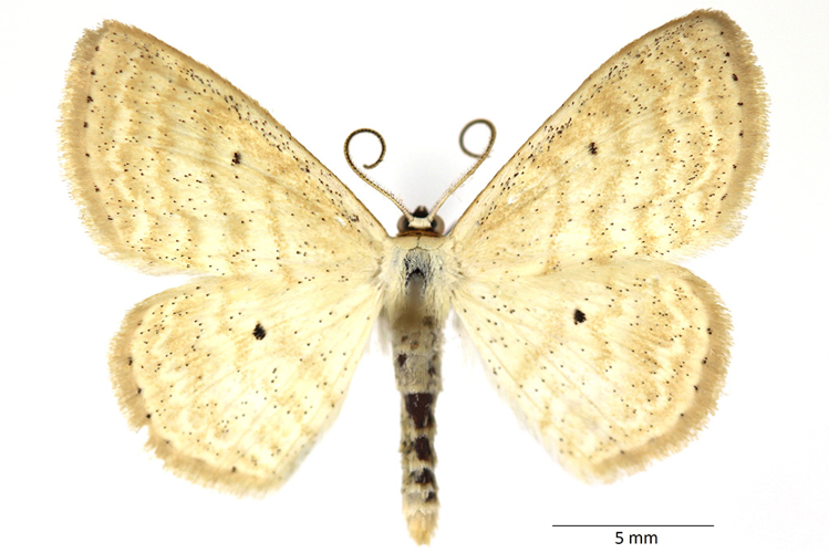Scopula immutata (Linnaeus, 1758) &copy; De Prins Guido