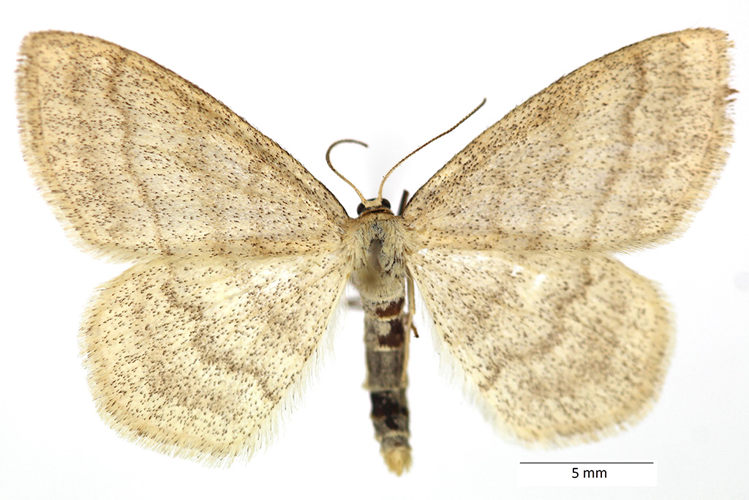 Scopula ternata (Schrank, 1802) &copy; De Prins Guido